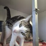https://tsv-muldental.de/wp-content/uploads/2026/08/740846465_27358896523783038_3860502247570149864_n.jpg