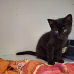 https://tsv-muldental.de/wp-content/uploads/2026/08/Katerchen.jpeg
