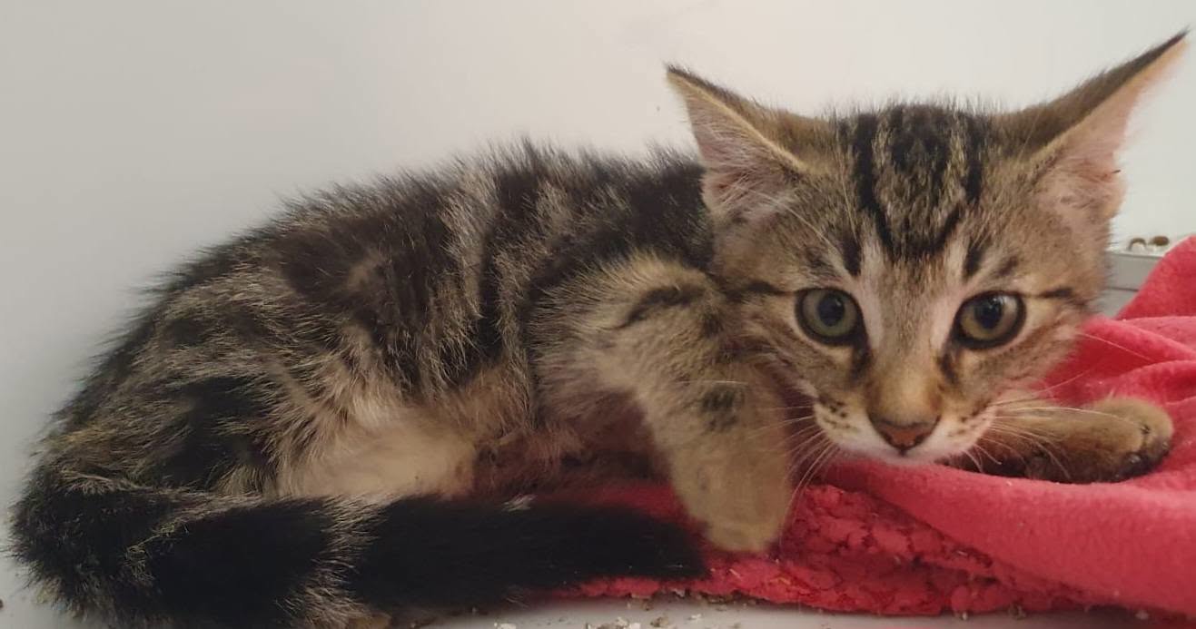 Kitten
