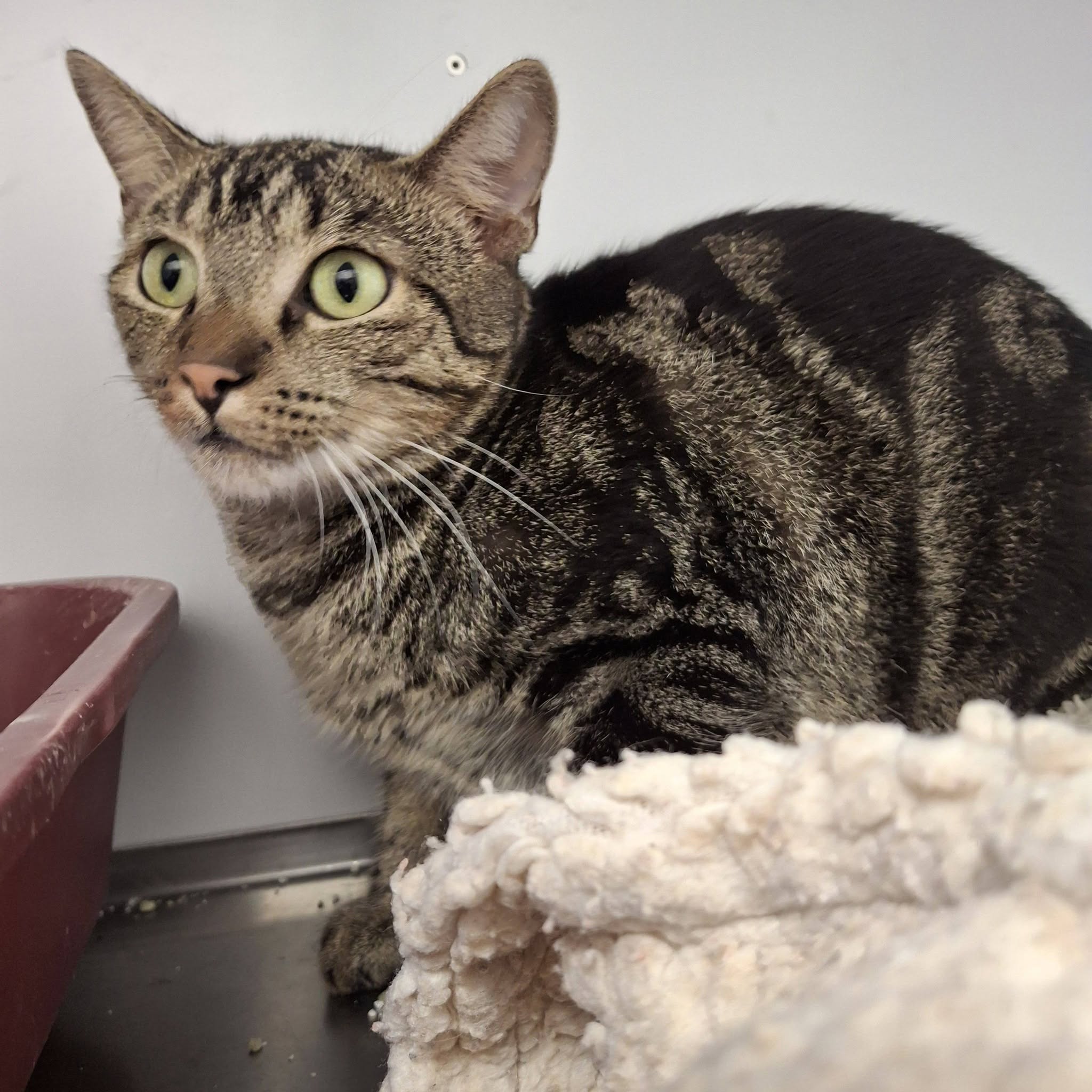 Piet