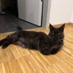 https://tsv-muldental.de/wp-content/uploads/2026/10/792237222_28085840227755327_1469122915018311275_n.jpg